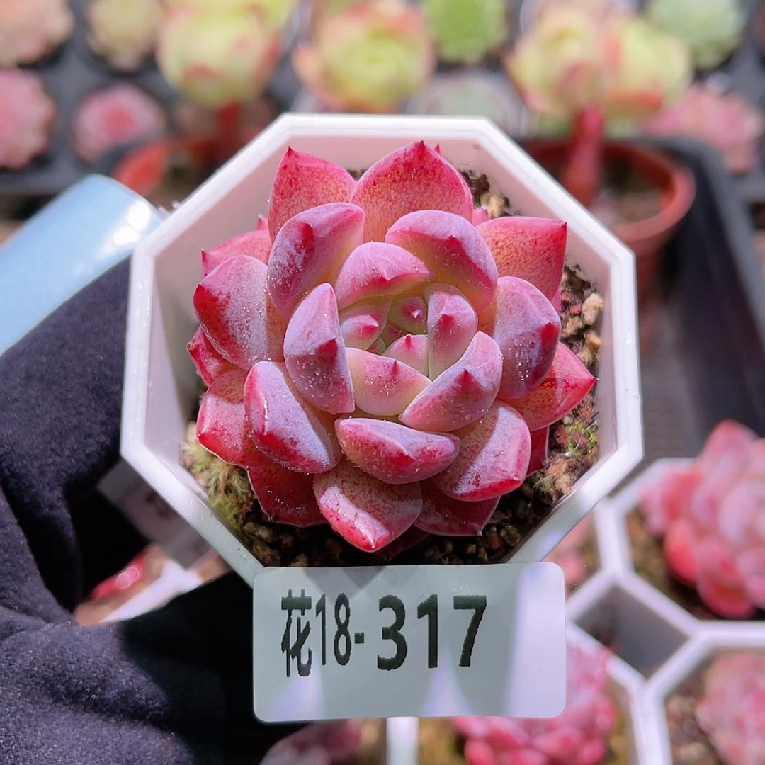 花利美18-317精选糖心