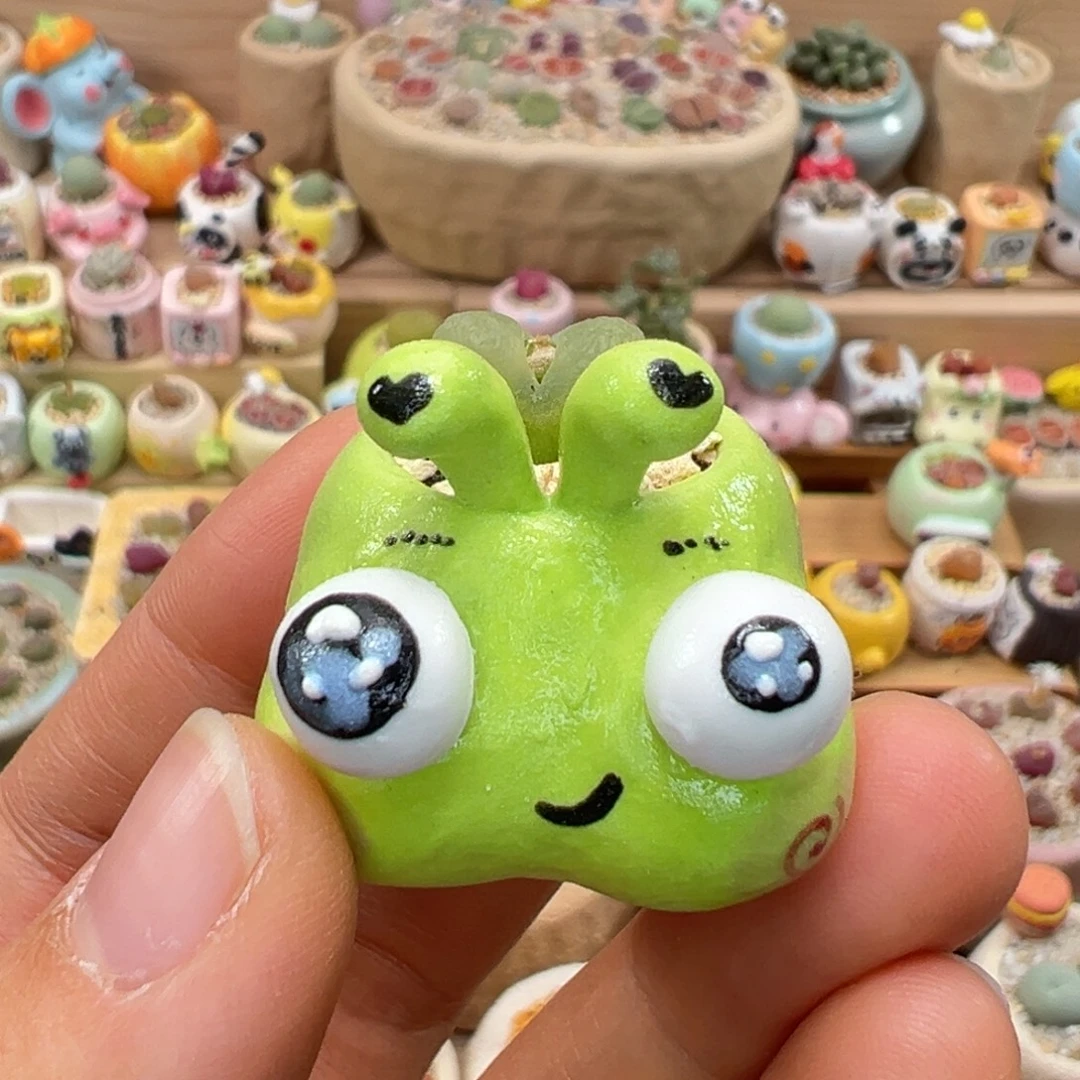 多肉植物62号拇指盆