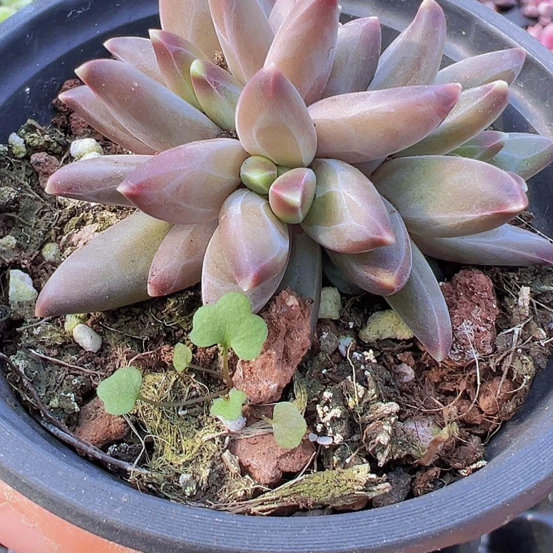 梵高群19包邮多肉植物