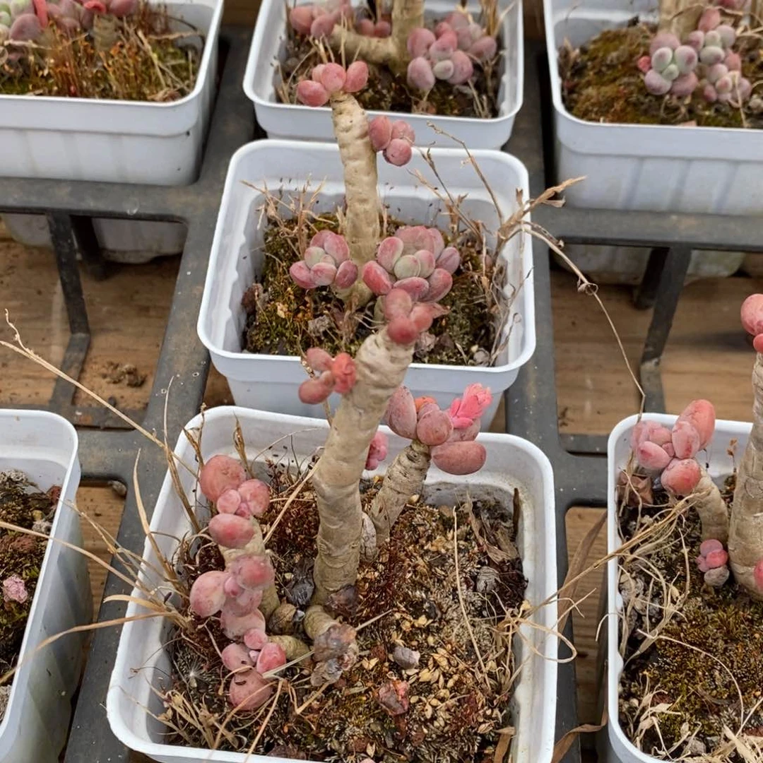 66。苹果奶。不售后。