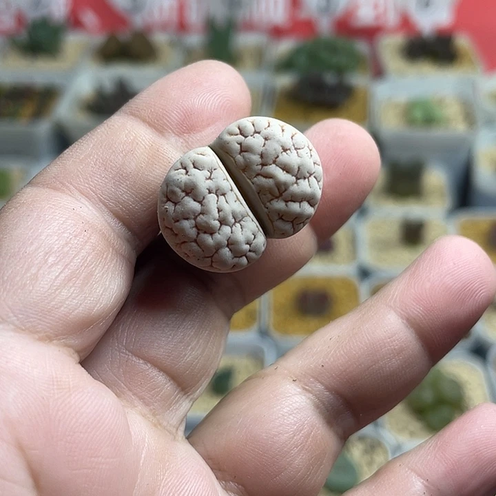 家人园艺多肉生石花189荒280