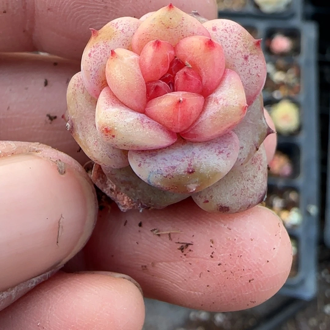 多肉小卡拉米糖心一物一拍