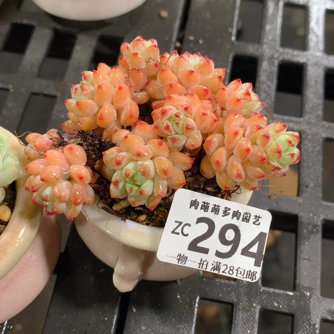 肉萌萌拇指盆精控多肉ZC294