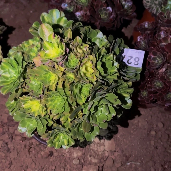 827七彩多肉植物不售后