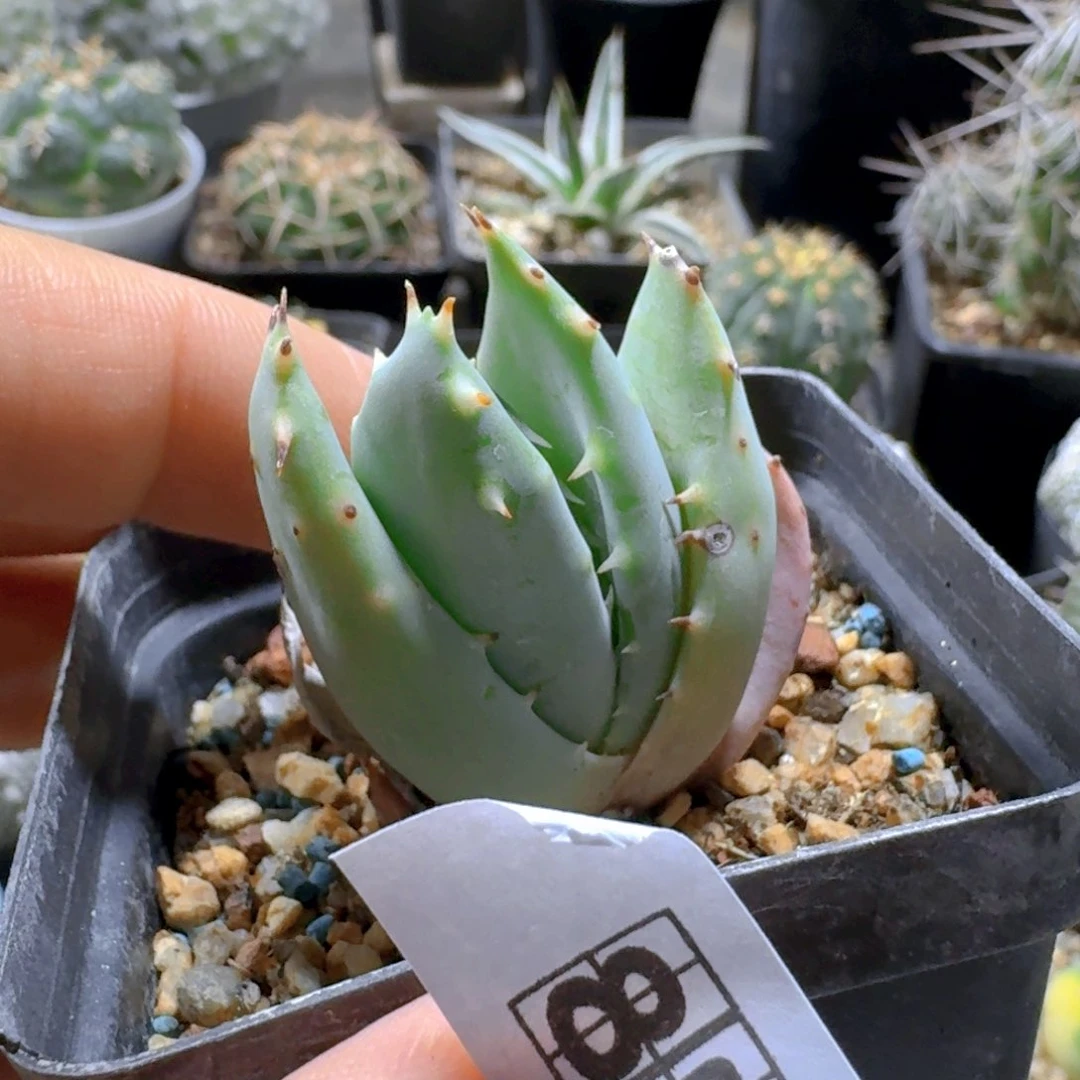 859柏加芦荟脱土发货有疤特价