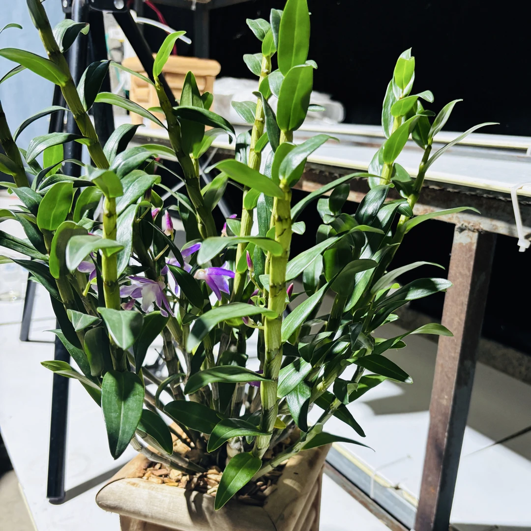 彩瓣石斛，花期长，适合室内阳台养殖