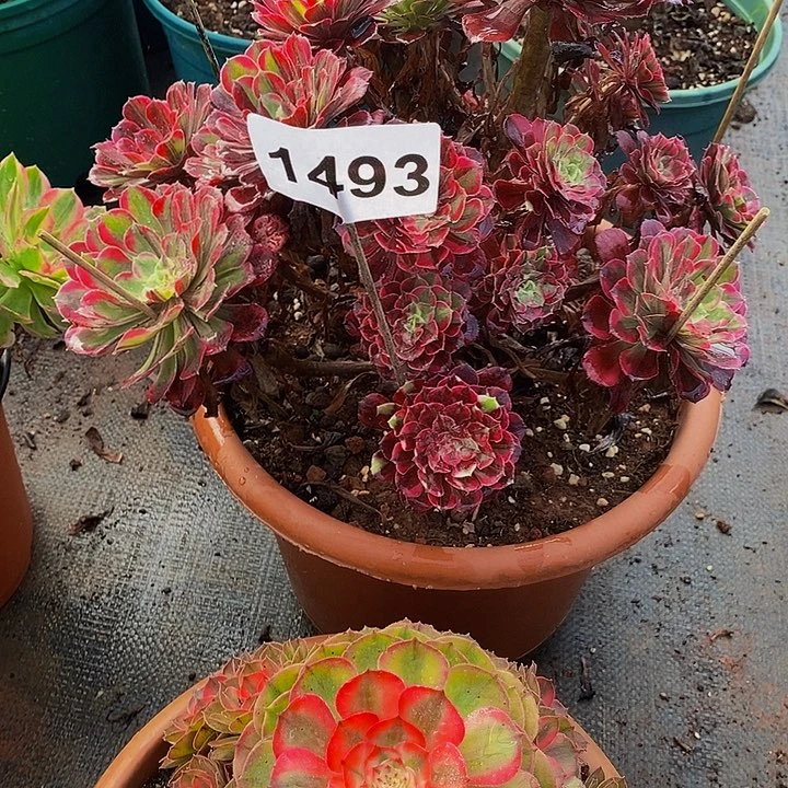 6***01493多肉植物同花顺