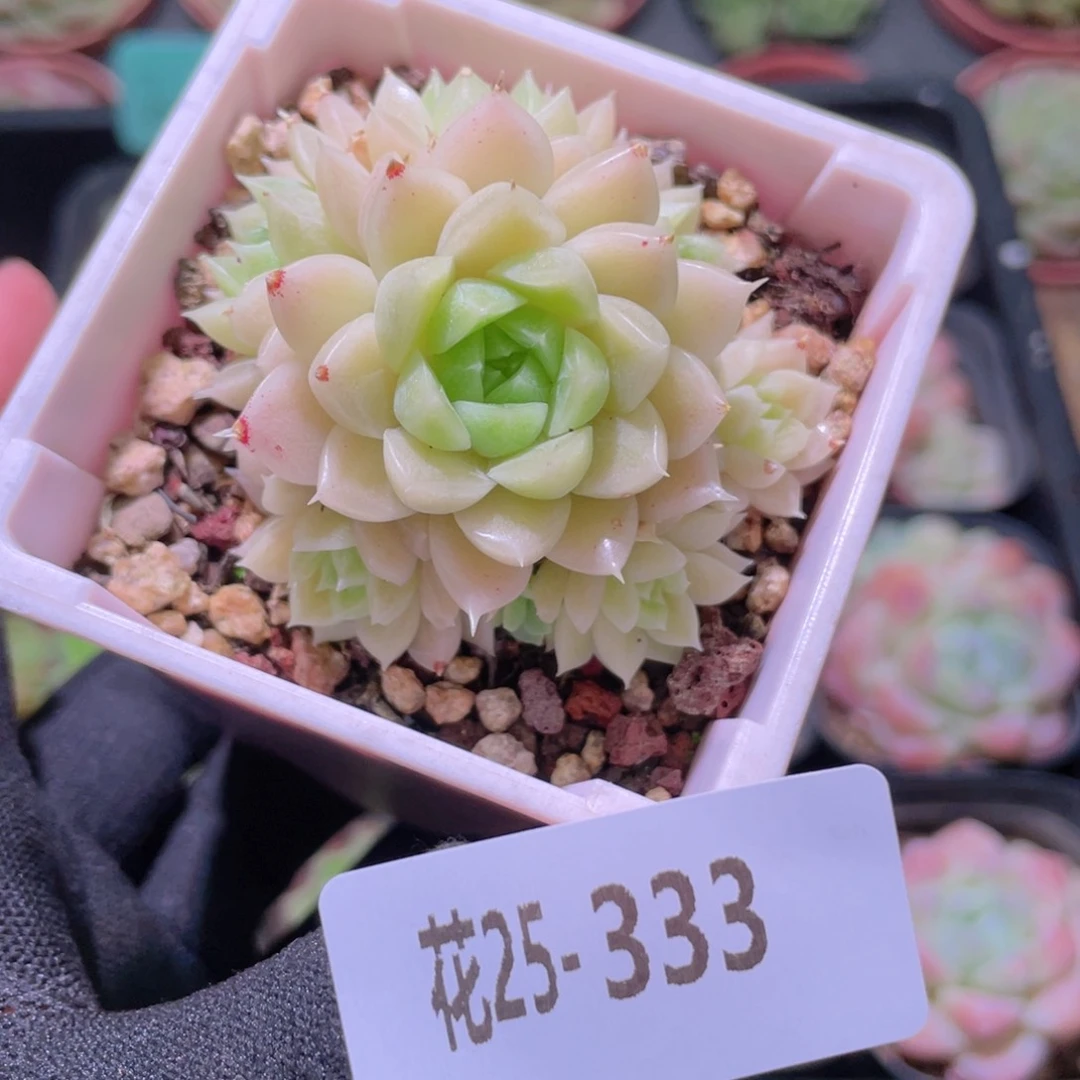 花利美25-333麦秆