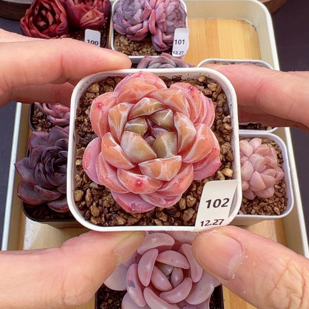 好好看102、哈哈哈哈