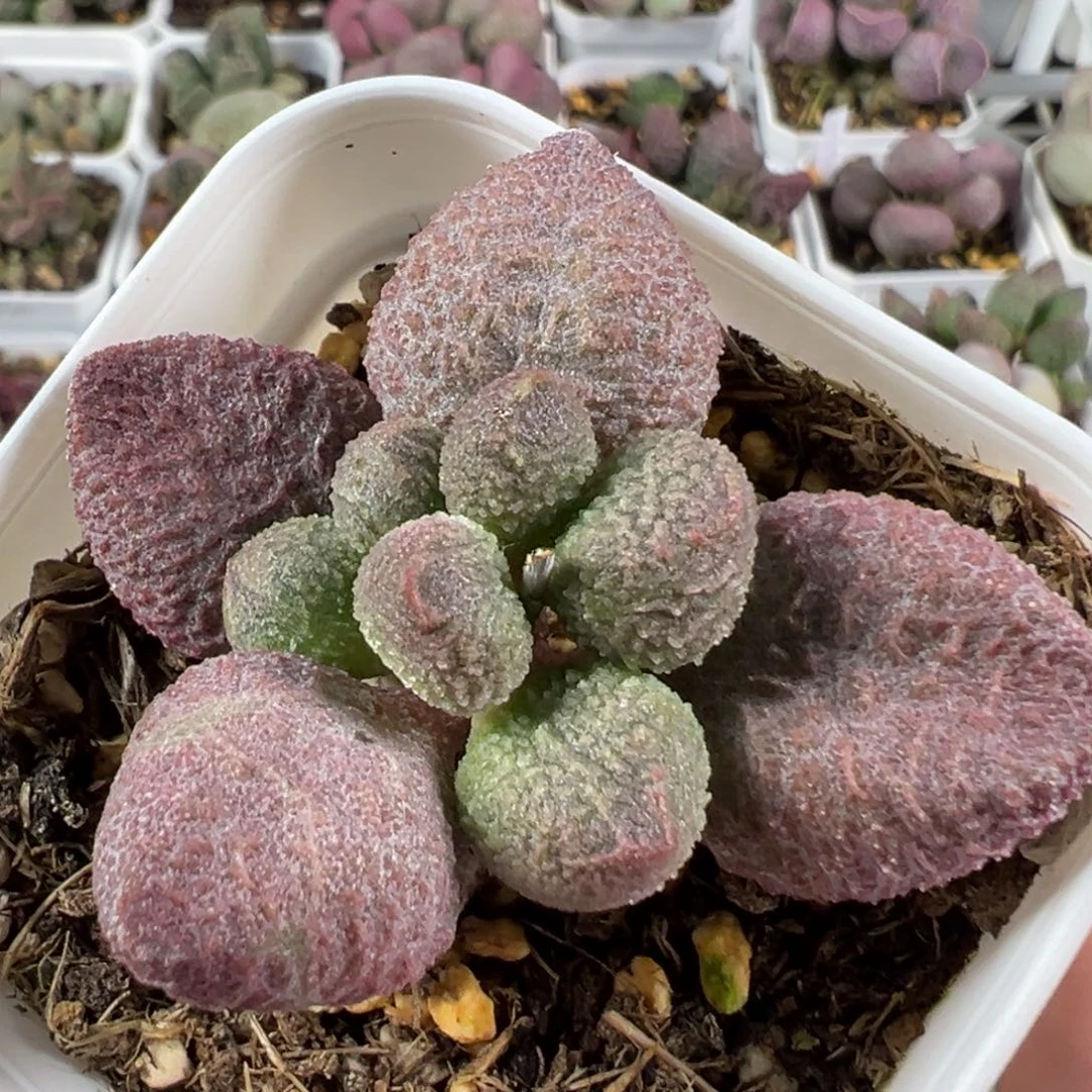 w水蜜桃多肉植物水泡