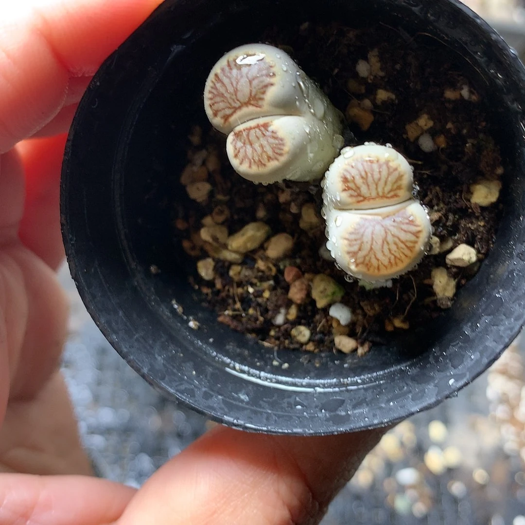 K192多肉植物保护