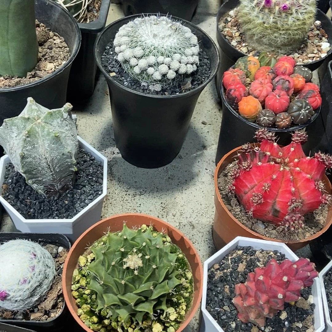 帝冠一个一物一拍