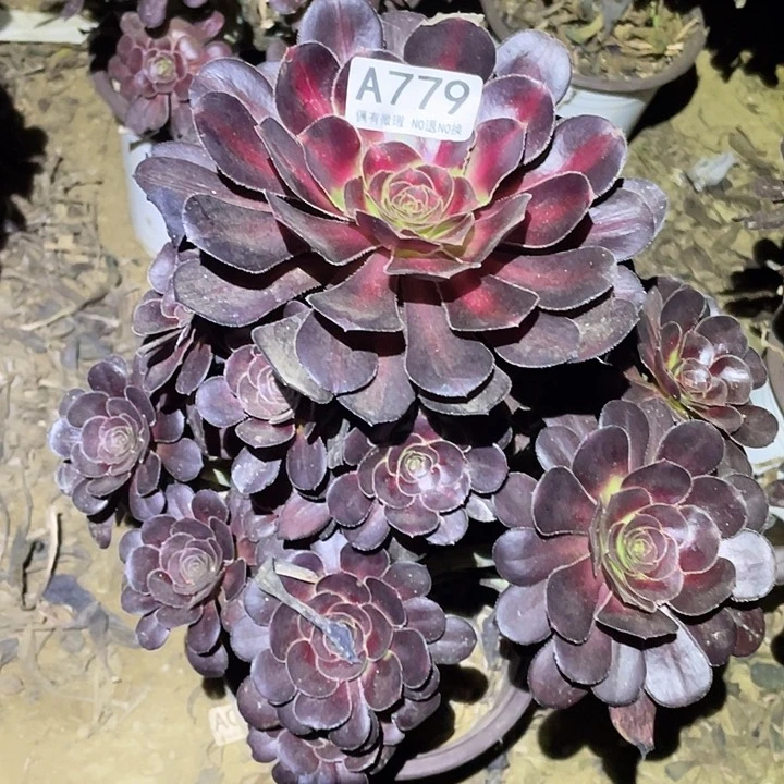 多肉植物法师779晚霞