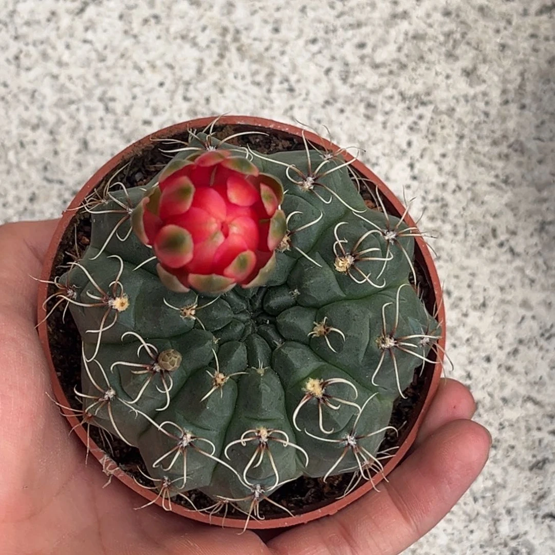 小*实生绯花玉仙人球