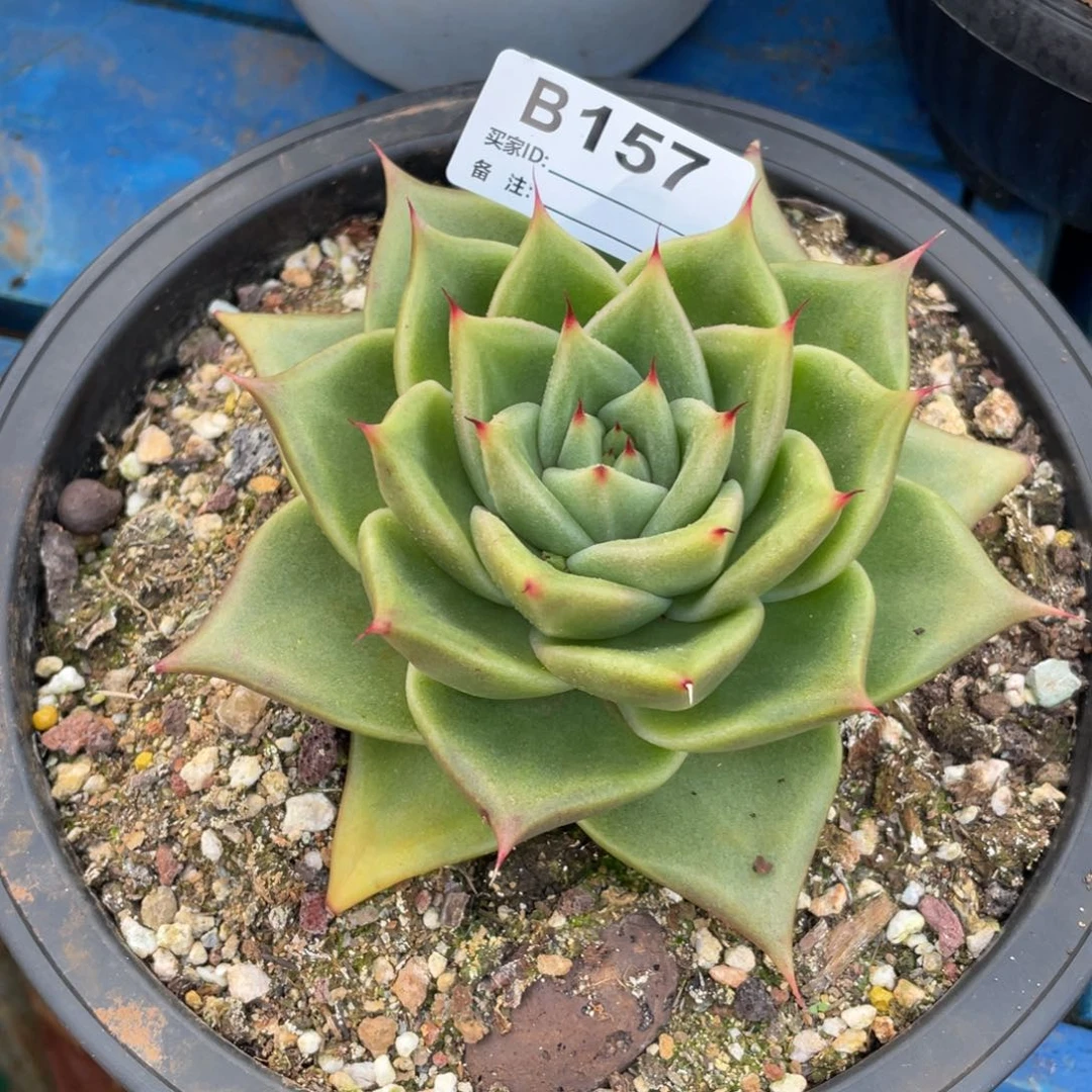 无花朵若如东云单拍B157