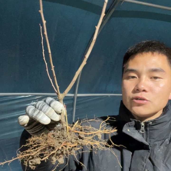 皇族海棠花一颗苗
