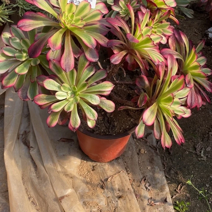 677号美姬多肉植物