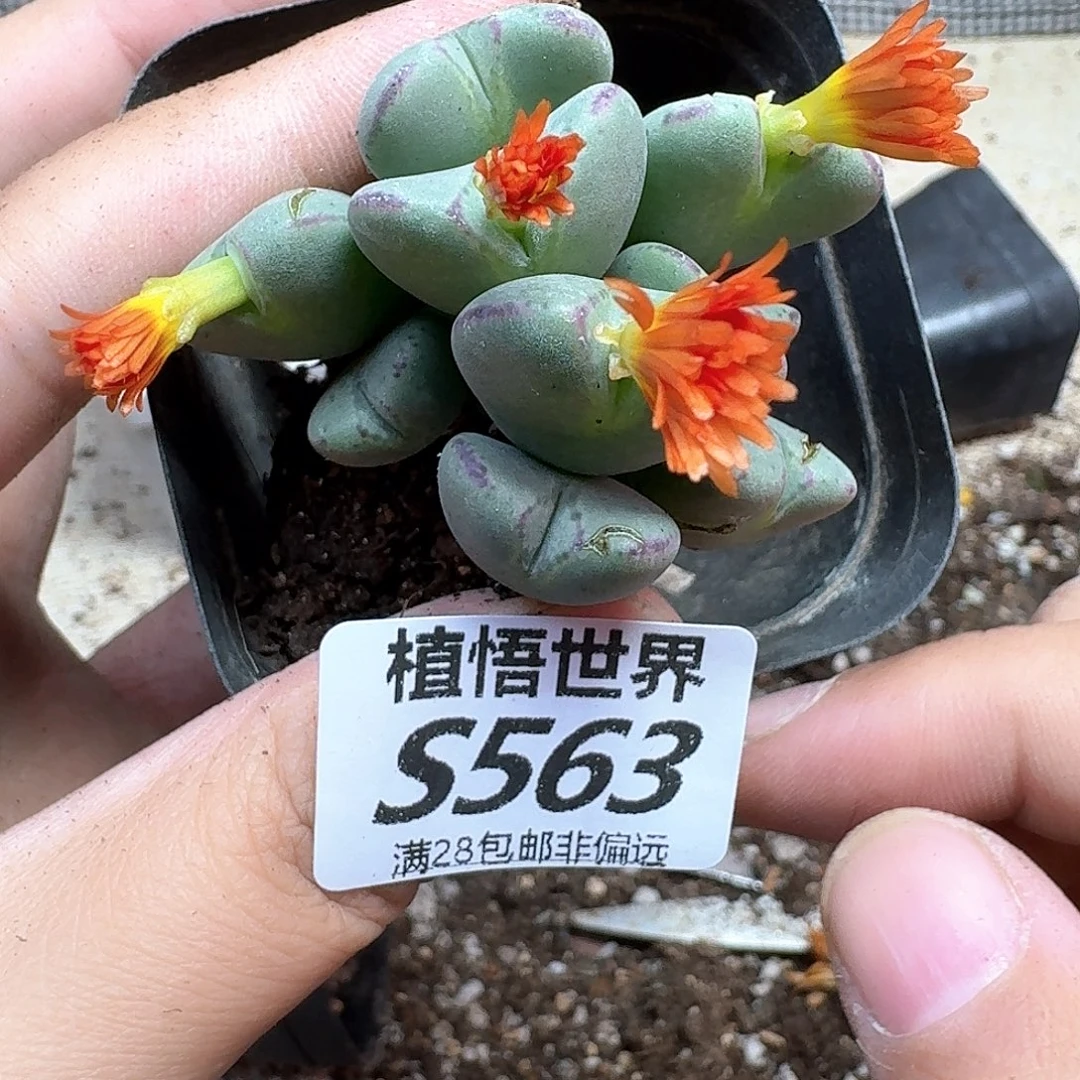 多肉植物的润泽fgbb