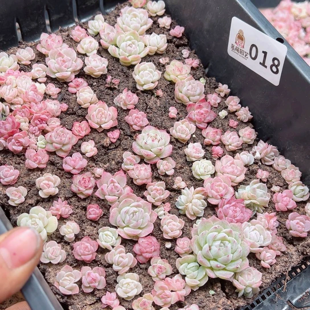 多肉植物多肉植物