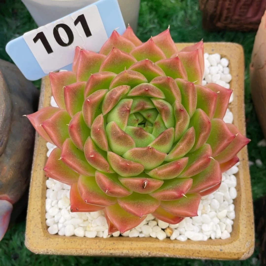 多肉植物盆栽多肉