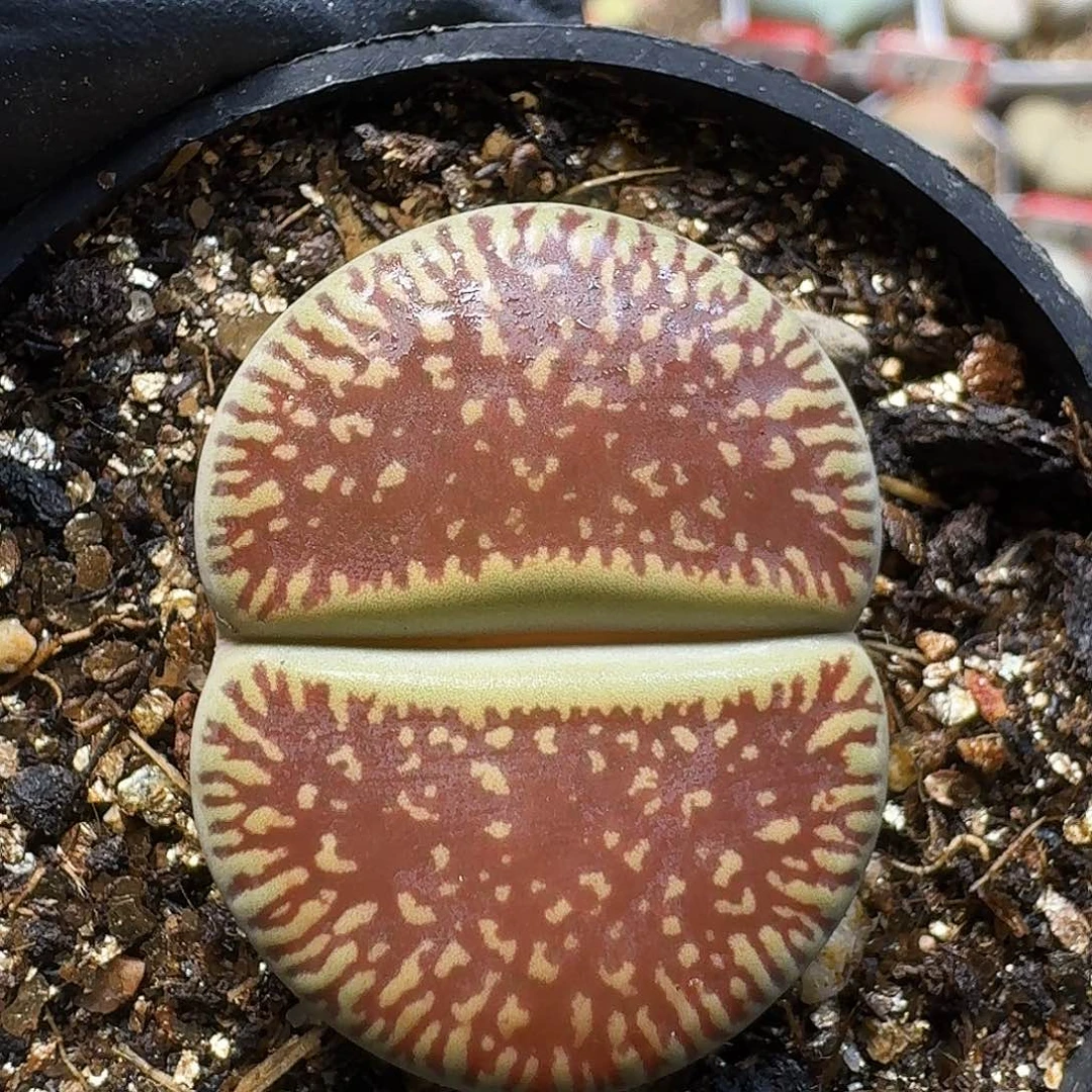 生石花111111。  266