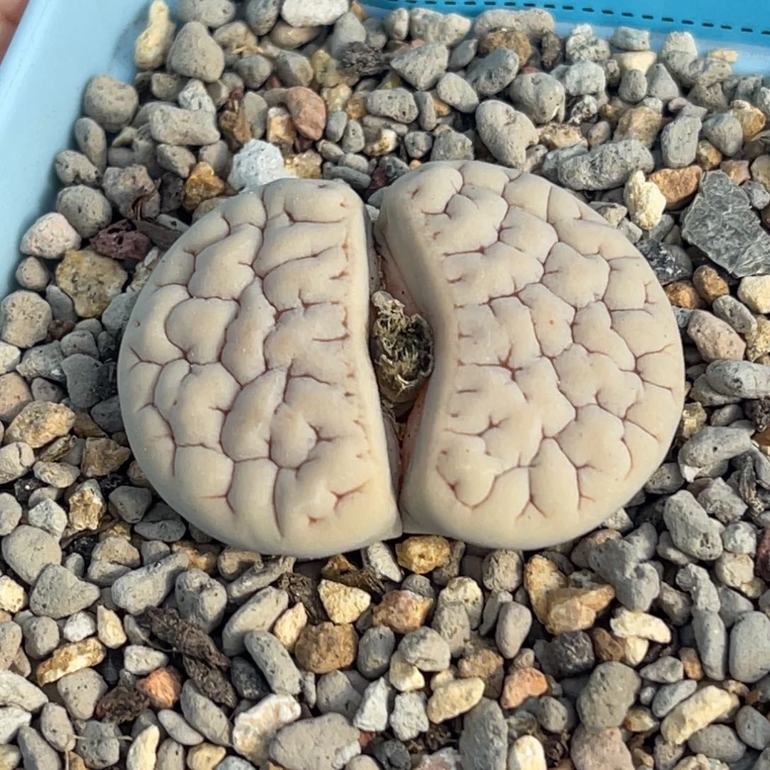 2529凹凸蛙哥189一颗