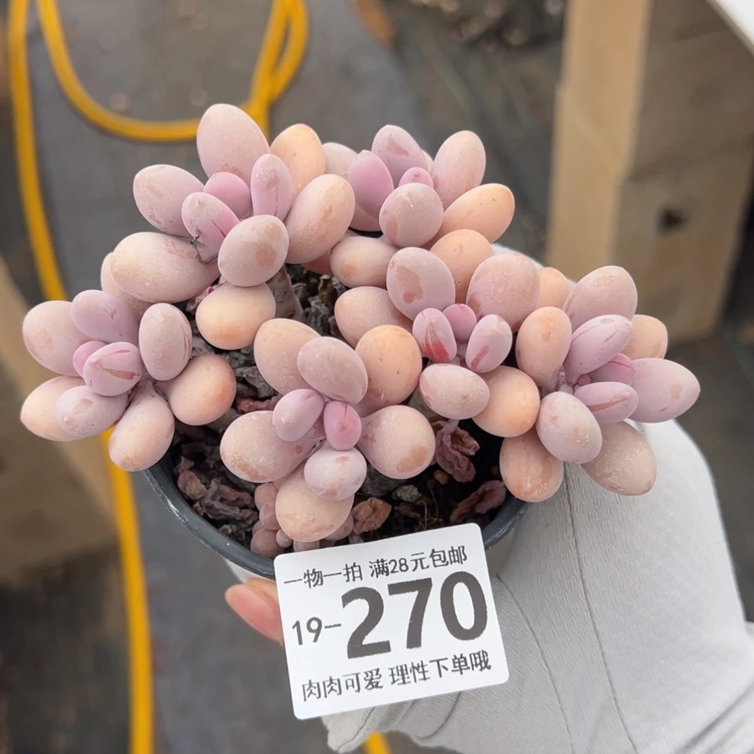 桃蛋多肉多肉多肉多肉