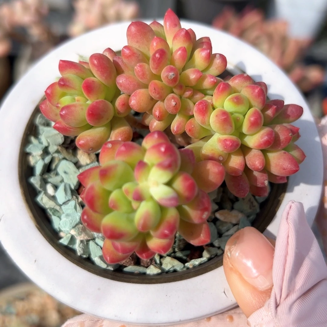 春萌缀（满38包邮）多肉