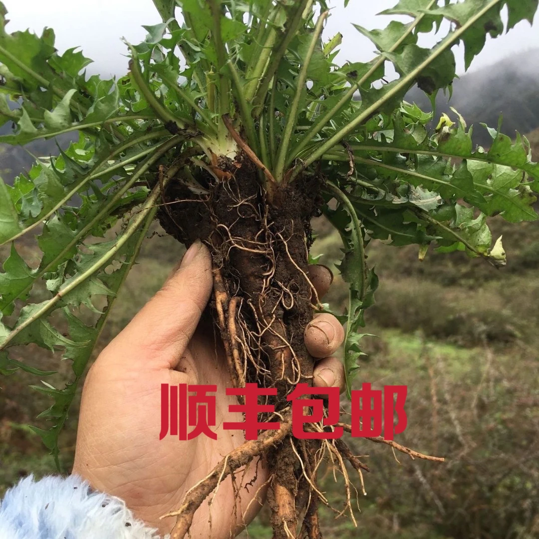 纯野生婆婆丁根（带芽头）[顺丰包邮]