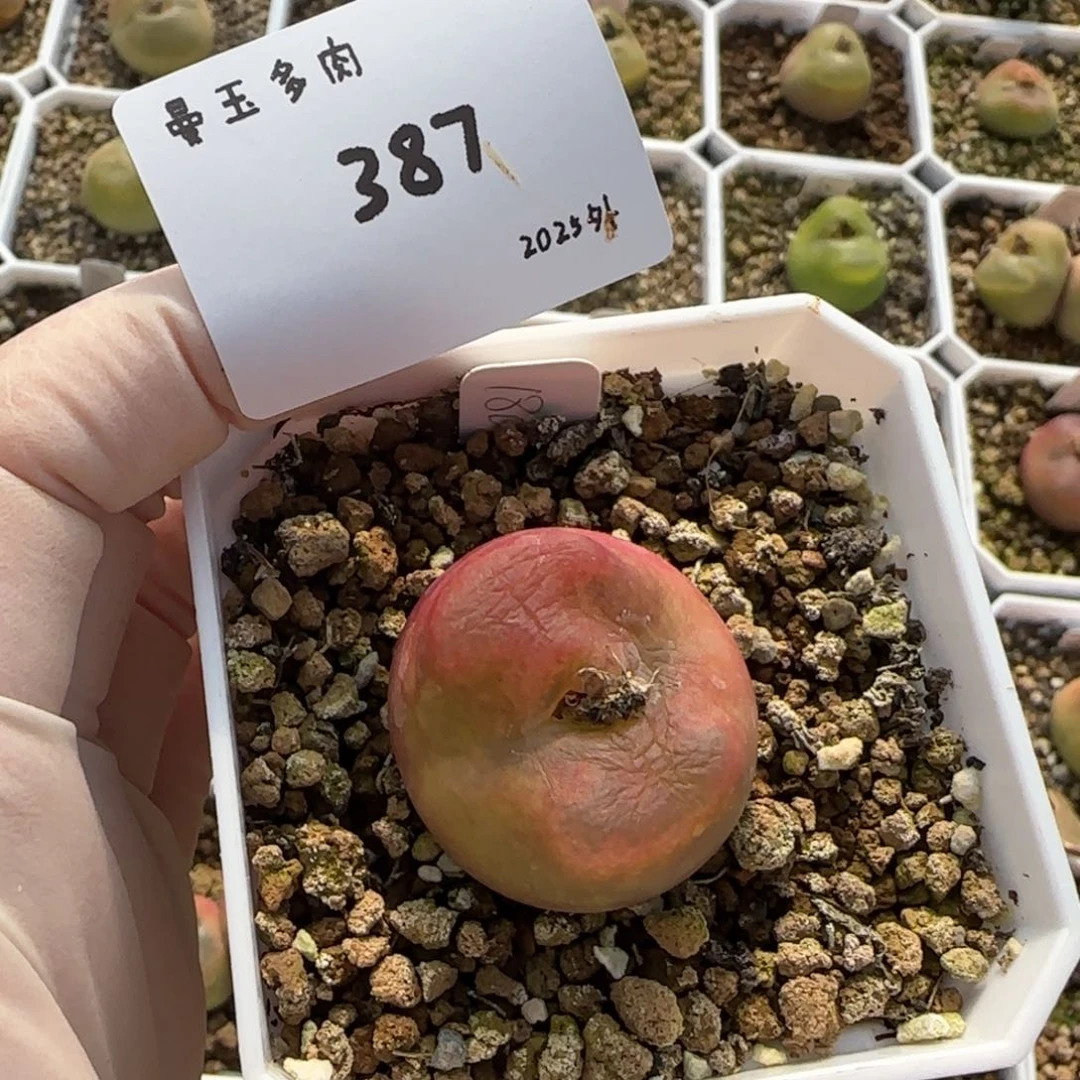 C****a多肉多肉多肉2025-387