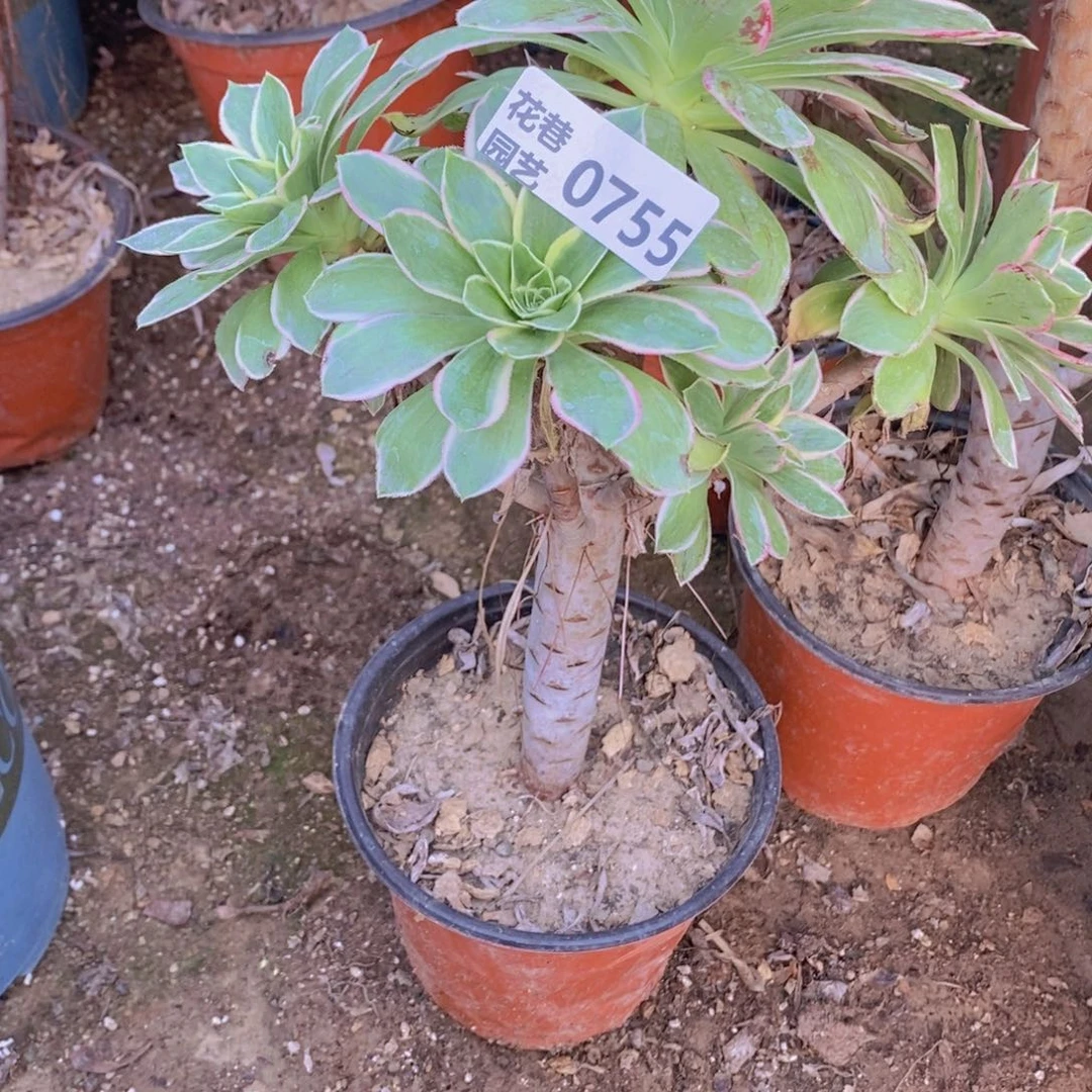 755 号一物一拍多肉植物