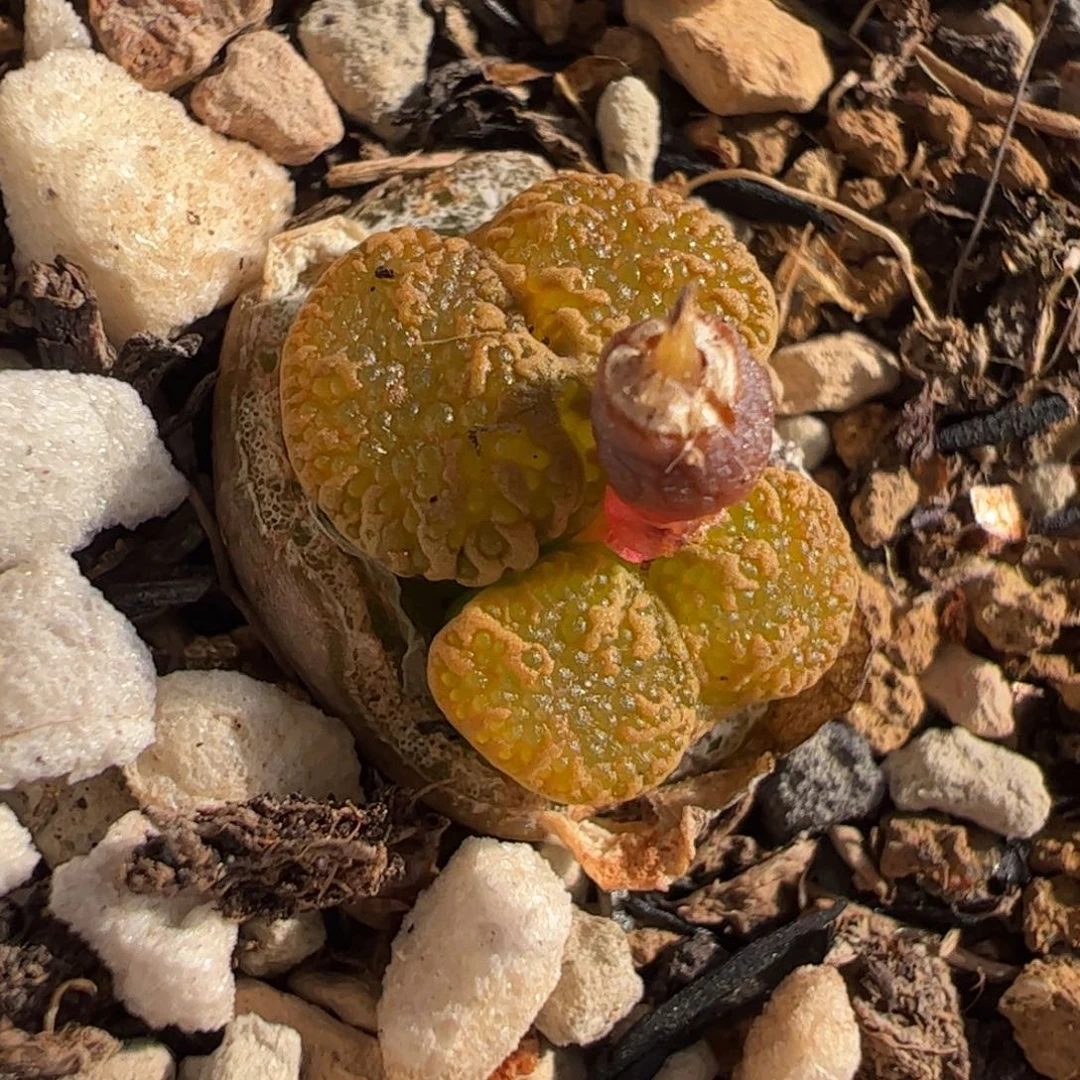 077多肉植物百科