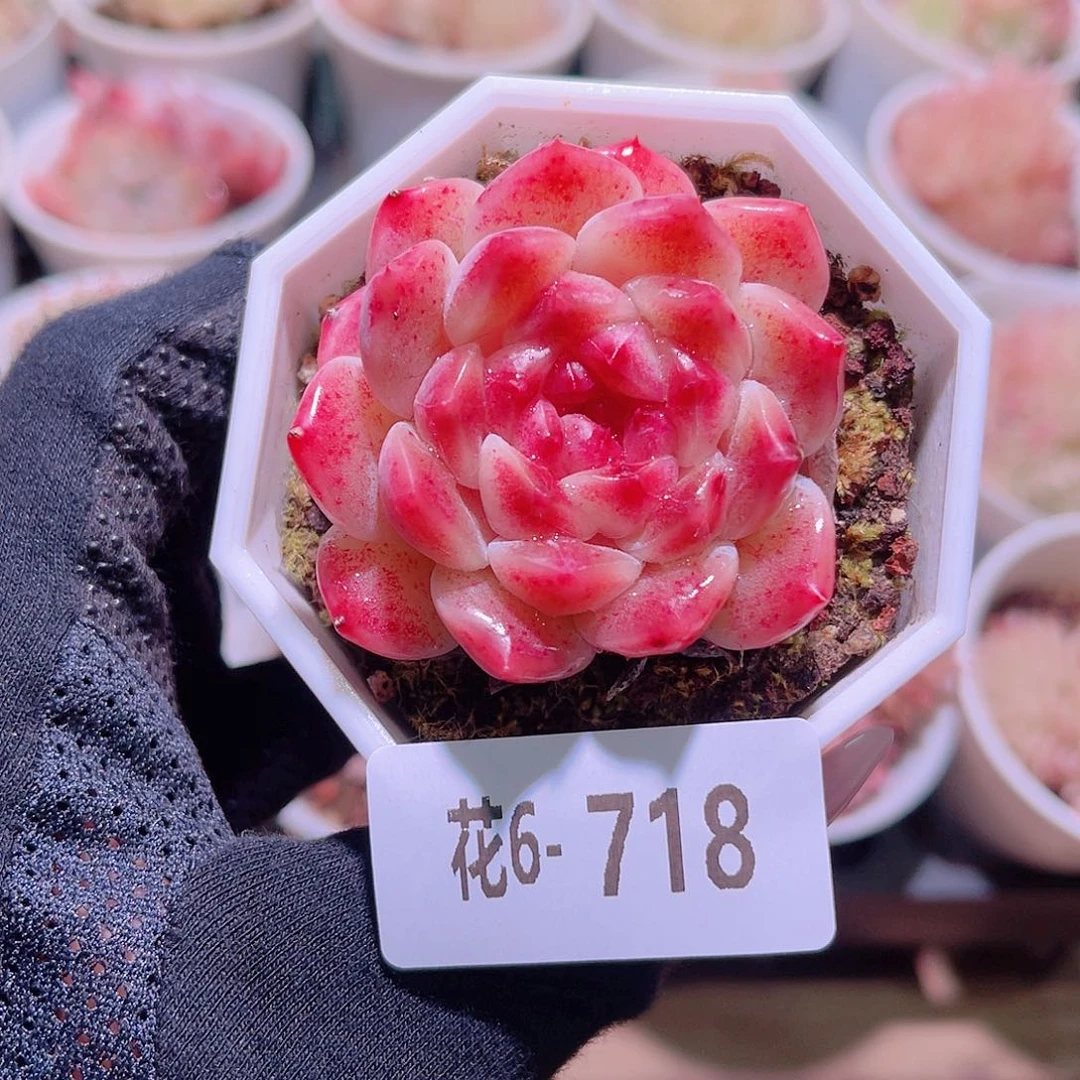 花利美6-718秘境冰魄