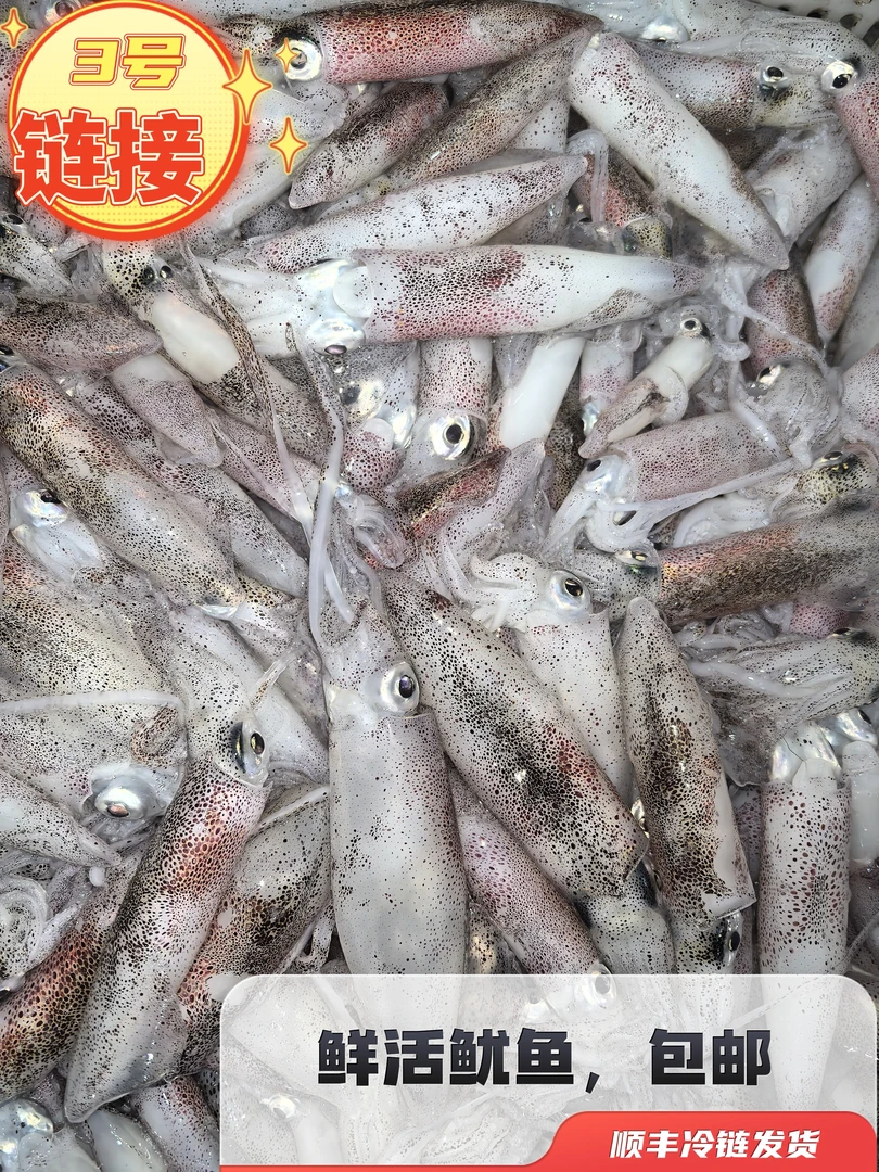海陵岛中管鲜活鱿鱼当天捕捞上岸野生鱿鱼顺丰冷链包邮发货