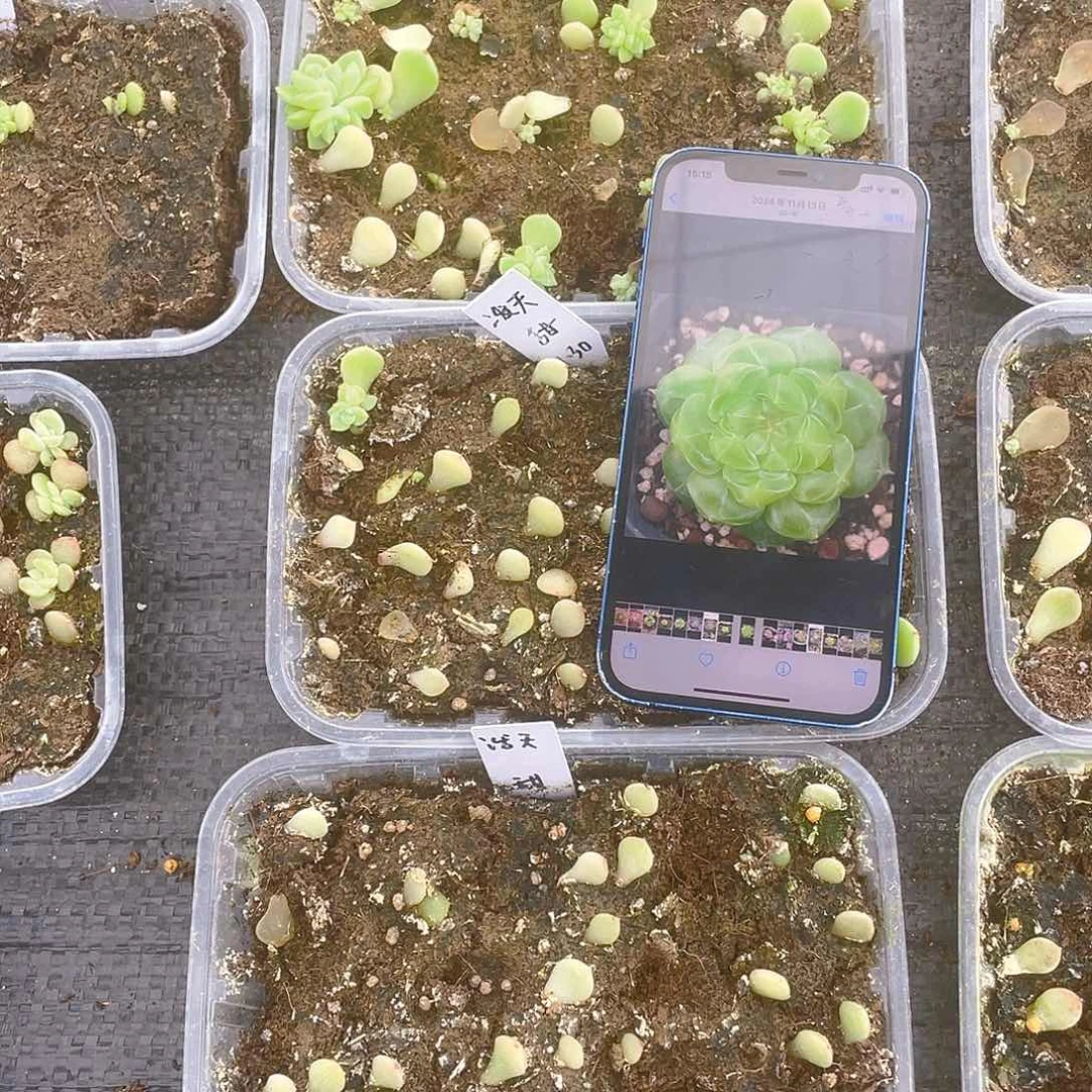 泼天中苗盆一个满25包邮