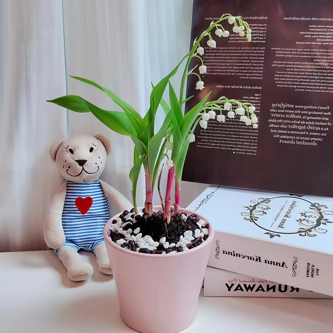 铃兰浓香盆栽花苗植物阳台多年生带芽带根室内外绿植耐寒花卉四季