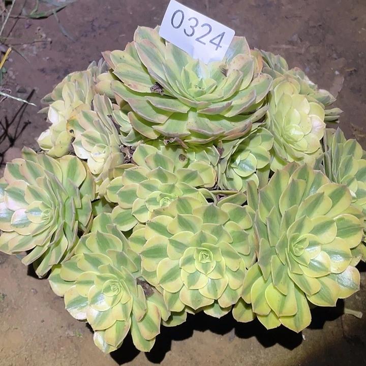 多肉植物法师324雨荷