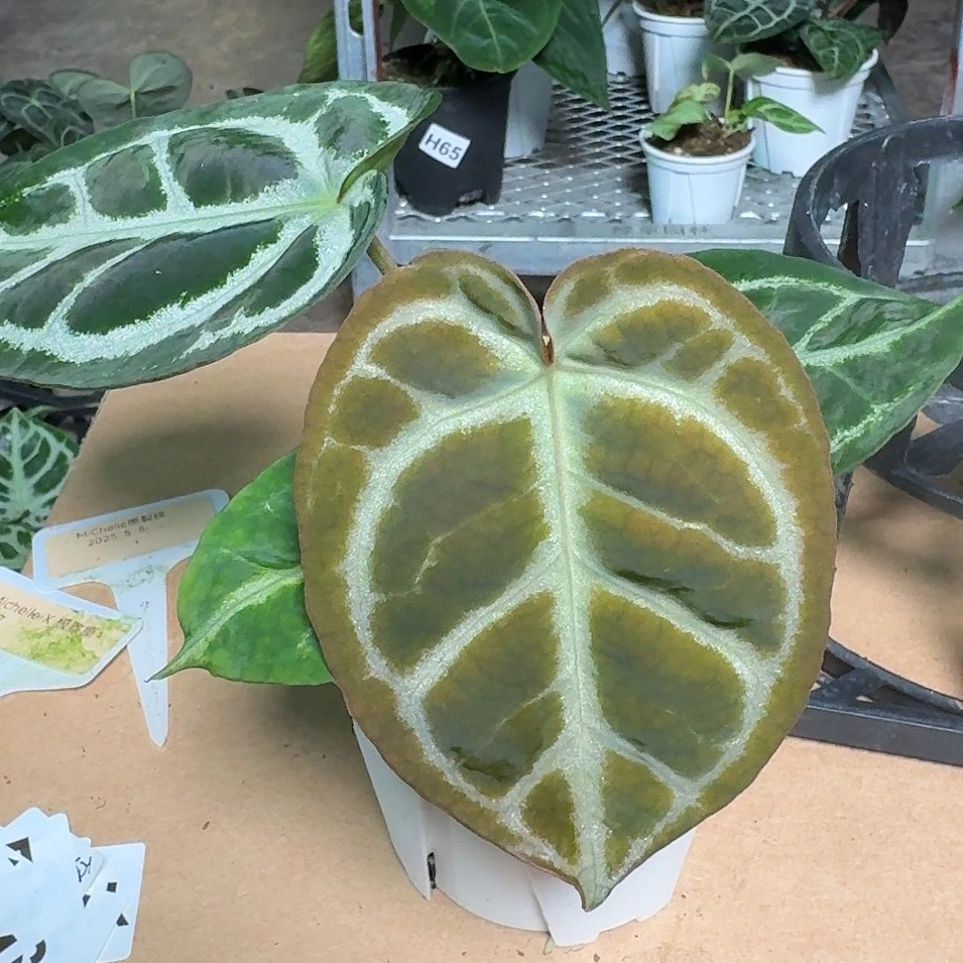 完全开放F36花烛一物一拍