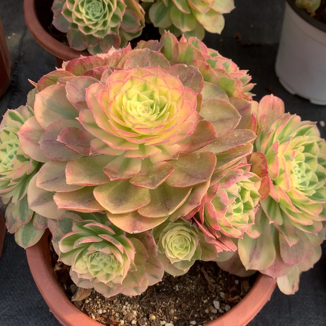 粉钻19.9朵朵朵朵朵朵多