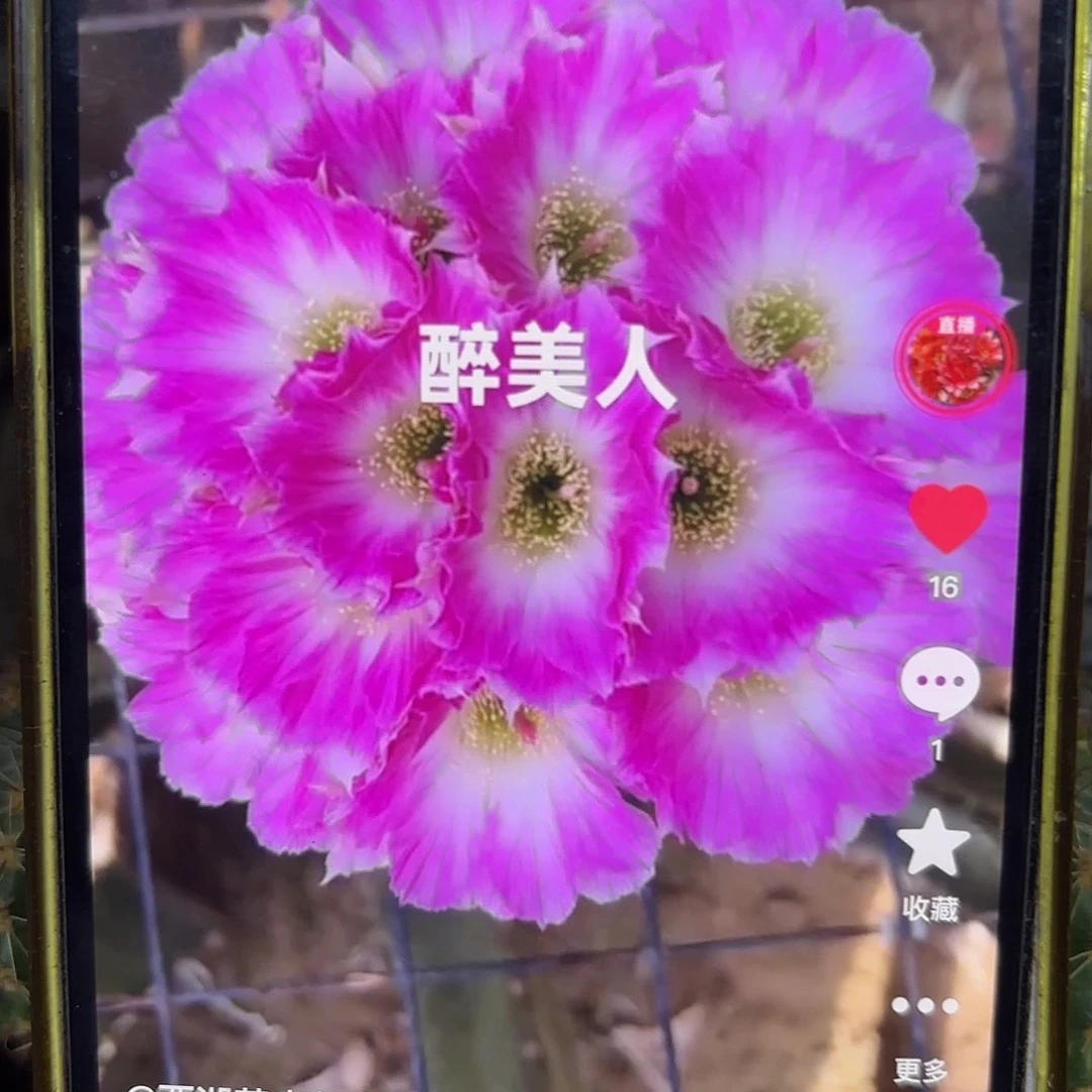 醉美人丽花侧牙20包邮仙人球39