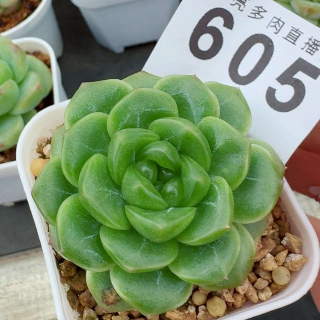 绿体            精美多肉植物