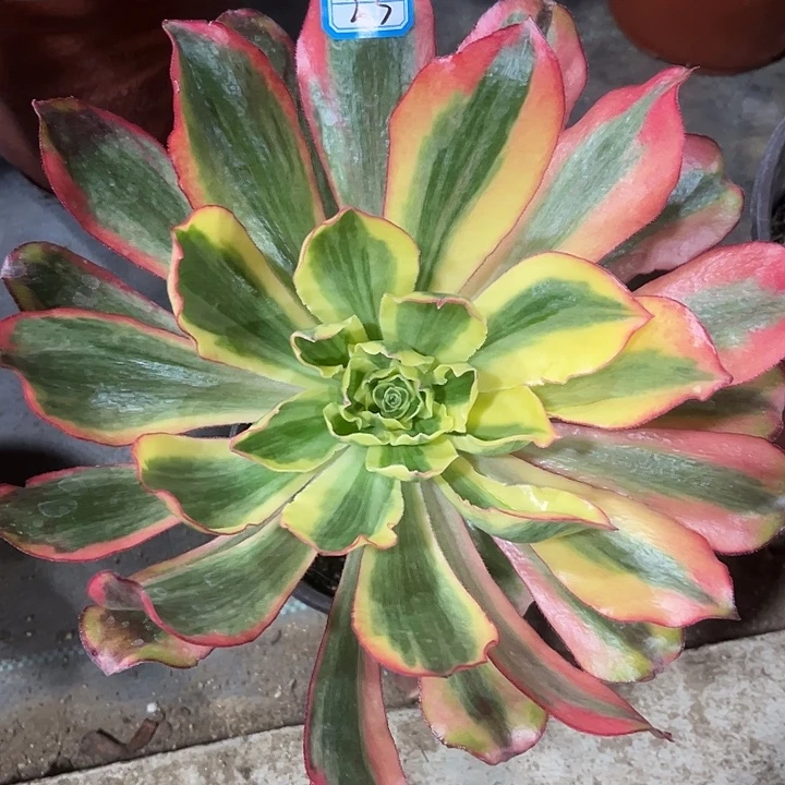 23魅影单头法师多肉