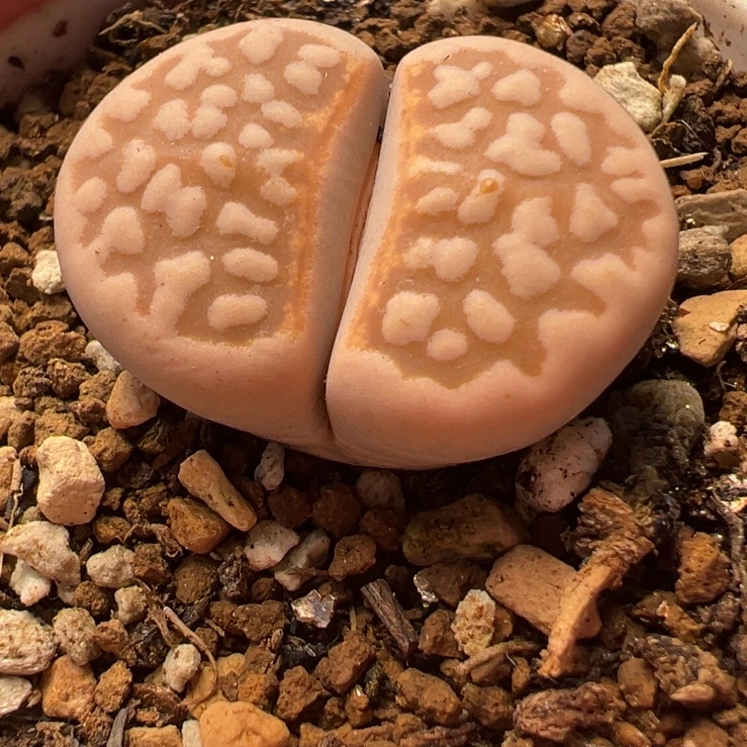 红寿丽多肉植物百科39