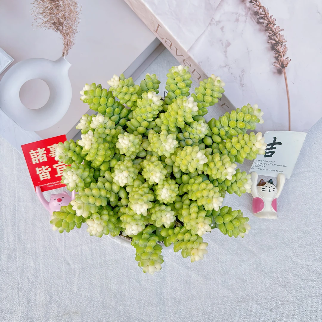 雪花玉坠 呆呆多肉植物（带盆土）18包邮 新手好养云南基地直销