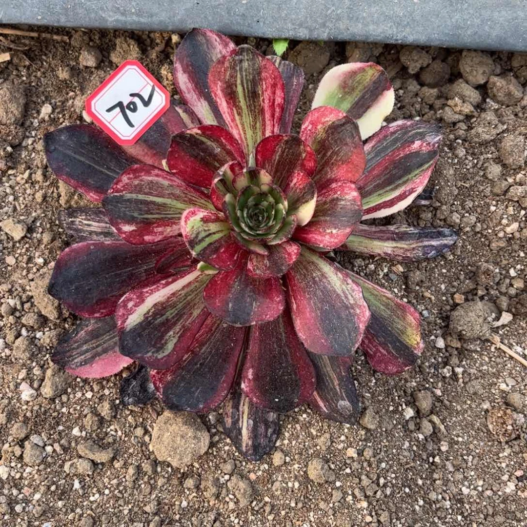 702多肉植物伯爵天骄一个月发货