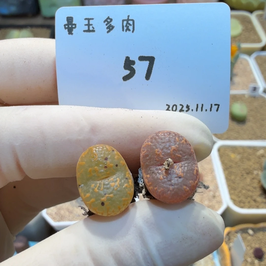 ****多肉多肉多肉11.17-057