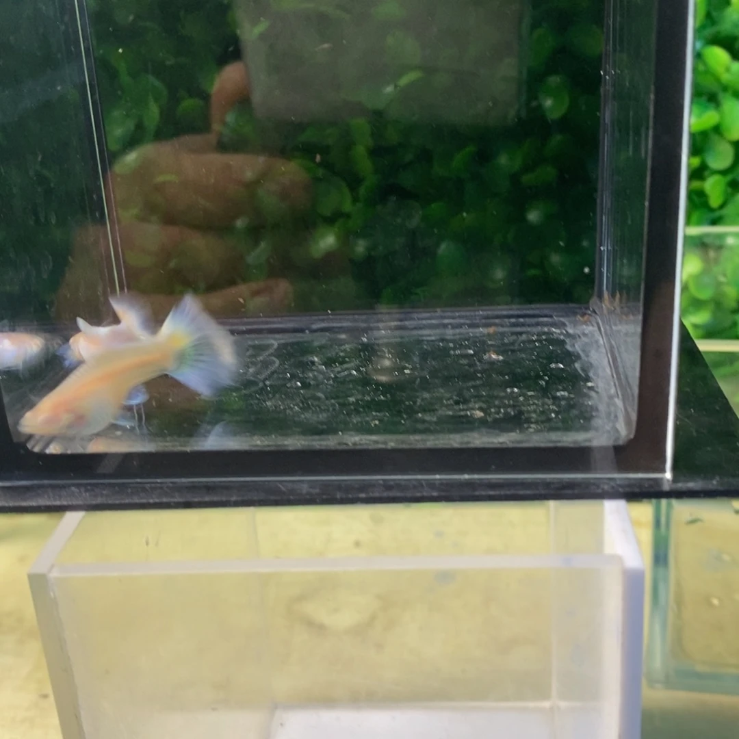 孔雀鱼紫白白一对