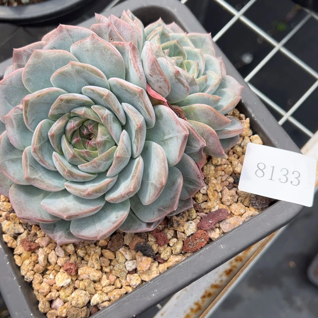 M***旻8133肉肉肉肉肉