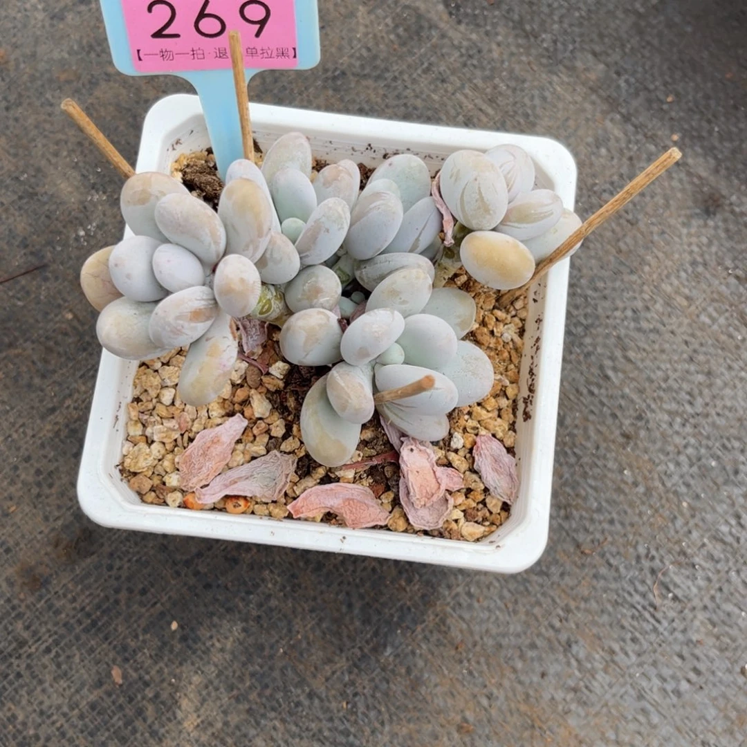 云尘多肉一物一拍269