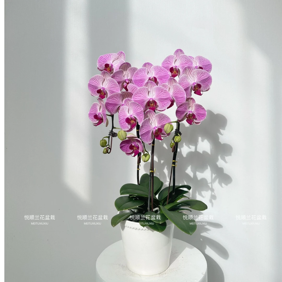 蝴蝶兰 旋律 叶片自然开裂 桌面花 鲜花 盆栽（直播专属）